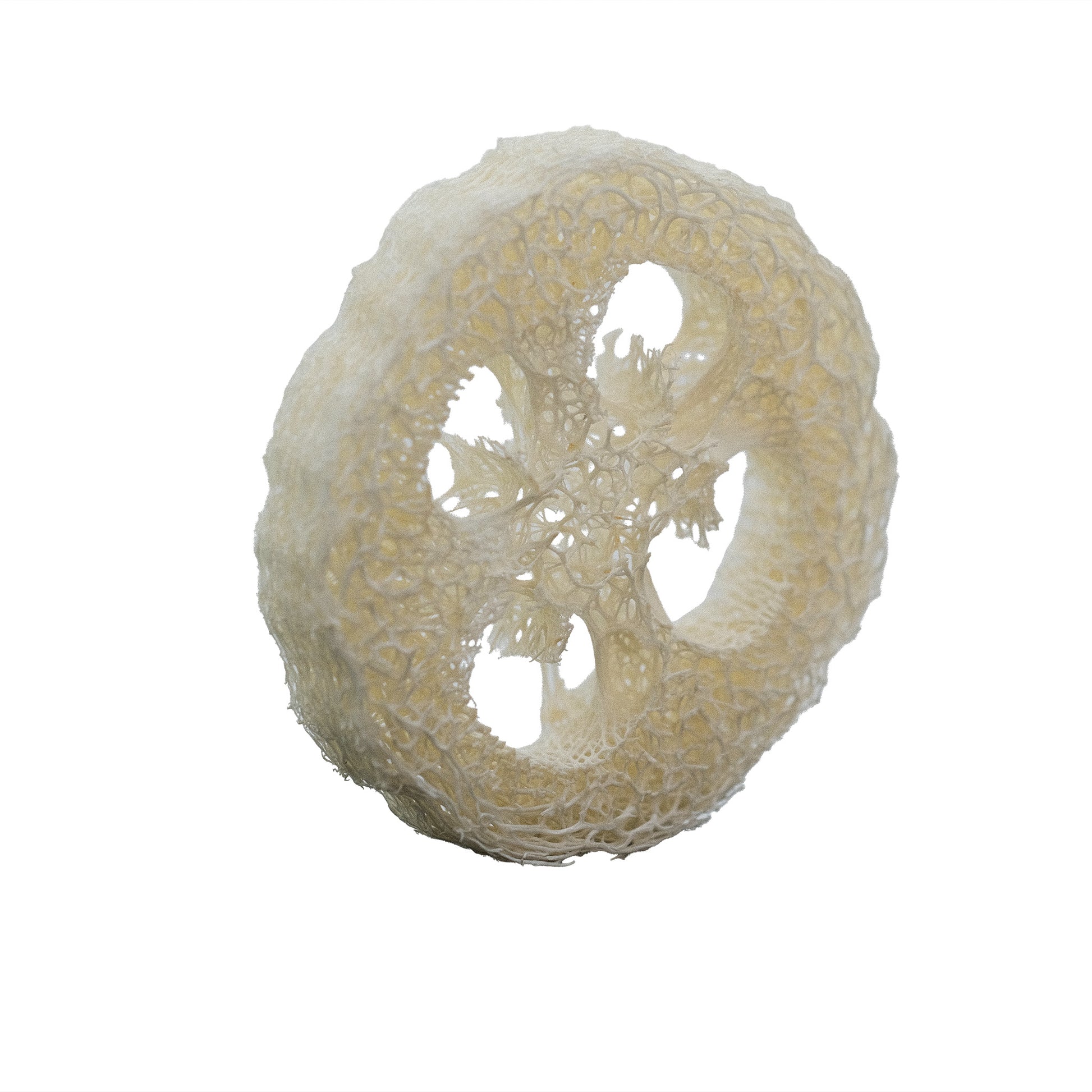 Luffa-Scheibe stehend